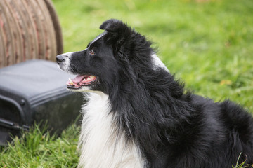 portrait of Border Collie dog on a walk in belgium