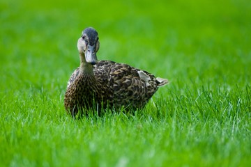 One beautiful duck on the green grass
