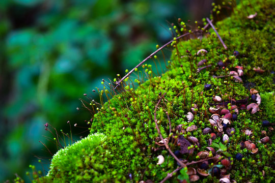 Assorted Colourful Seeds of Pohlia nutans moss sporophytes