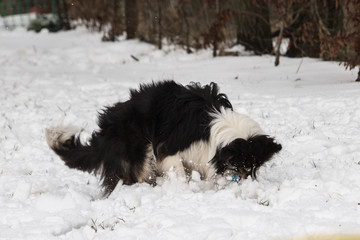 Naklejka premium portrait of Border Collie dog on a walk in belgium