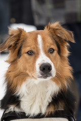 portrait of Border Collie dog on a walk in belgium