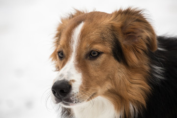 portrait of Border Collie dog on a walk in belgium