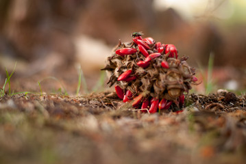 Magnolia seeds on the ground