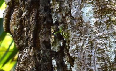 orchid plant on a tree