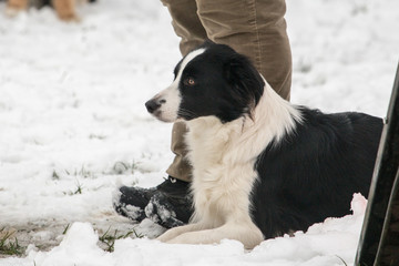 portrait of Border Collie dog on a walk in belgium