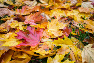 background of autumn colorful maple leaves