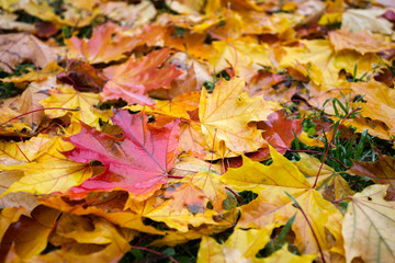 Naklejka na ściany i meble background of autumn colorful maple leaves