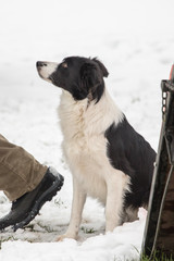 portrait of Border Collie dog on a walk in belgium