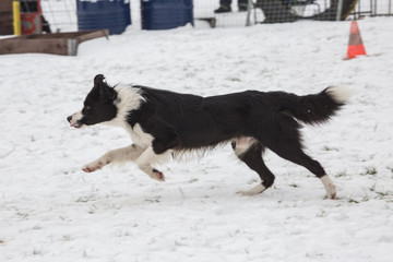 portrait of Border Collie dog on a walk in belgium