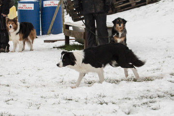 portrait of Border Collie dog on a walk in belgium
