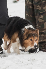 portrait of Border Collie dog on a walk in belgium