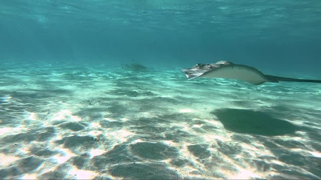 snorkeling in Pacific ocean, French Polynesia