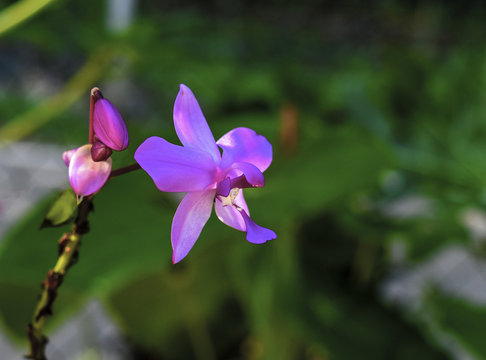 Purple Orchid Flower
