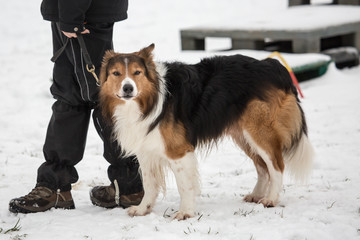 portrait of Border Collie dog on a walk in belgium
