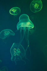 Common jellyfish, moon jellyfish, moon jelly,  saucer jelly (Aurelia aurita).