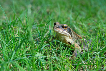 Frosch im Gras