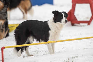 portrait of Border Collie dog on a walk in belgium