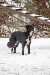 Fototapeta na wymiar portrait of Border Collie dog on a walk in belgium