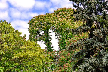All the trees are blooming. Particularly beautiful is a white chestnut tree with creamy pyramids of flowers