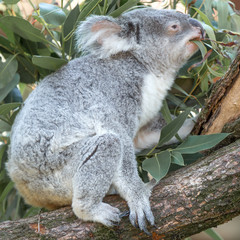 Koala (Phascolarctos cinereus) Koalabär frisst Eukalyptus