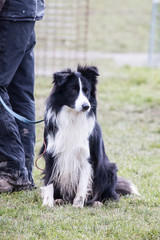 portrait of Border Collie dog on a walk in belgium