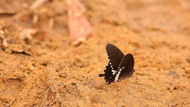 Butterfly spicebush swallowtail papilio troilus from the Papilionidae family, drinking water from the sandy riverbank, high definition stock footage clip.