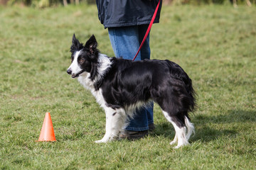 portrait of Border Collie dog on a walk in belgium