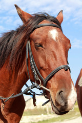 Horse with a bridle against the blue sky