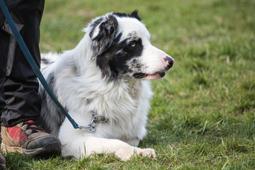 portrait of Border Collie dog on a walk in belgium