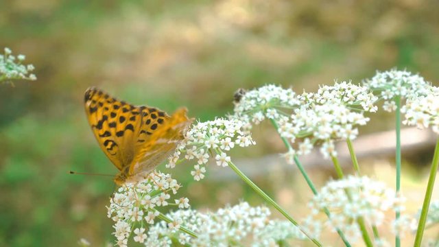 Butterfly in the forest drinking nectar from the plant  4K