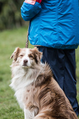 portrait of Border Collie dog on a walk in belgium