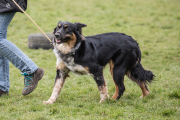portrait of Border Collie dog on a walk in belgium