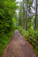 Obraz premium forest path between fir-trees with a wooden fence in Shevchenko's grove