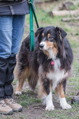 portrait of Border Collie dog on a walk in belgium