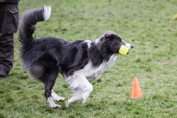 portrait of Border Collie dog on a walk in belgium