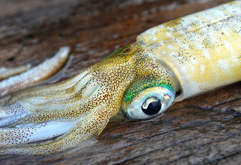 Live squid cuttle fish