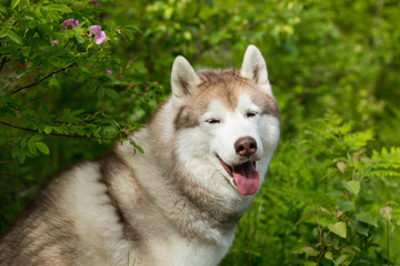 Naklejka na ściany i meble Portrait of friendly dog breed siberian husky sitting in the green forest on sunny day and looks like a wolf