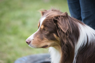 portrait of Border Collie dog on a walk in belgium