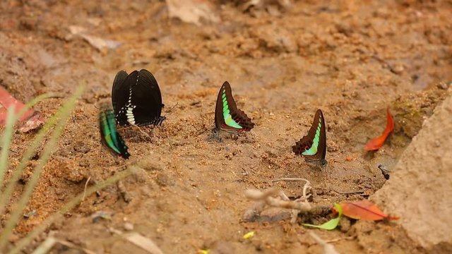 Butterfly spicebush swallowtail papilio troilus and common bluebottle graphium sarpedon luctatius from the papilionidae family, drinking water from the sandy riverbank, high definition stock footage.