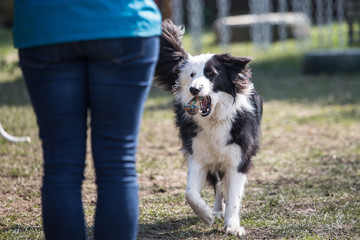 portrait of Border Collie dog on a walk in belgium