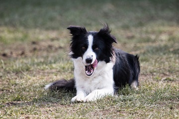 portrait of Border Collie dog on a walk in belgium