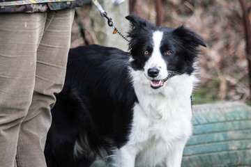 portrait of Border Collie dog on a walk in belgium