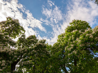Such beauty can be observed once a year in the spring. Blossoming chestnuts against the blue sky.