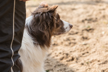 portrait of Border Collie dog on a walk in belgium