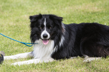 portrait of Border Collie dog on a walk in belgium