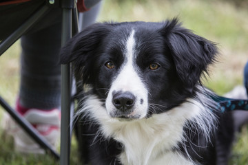 portrait of Border Collie dog on a walk in belgium