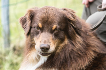 portrait of Border Collie dog on a walk in belgium