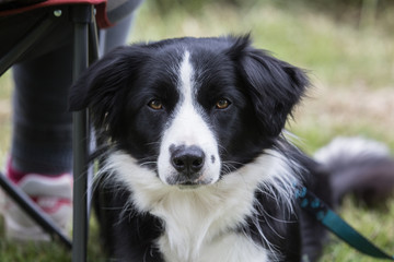 portrait of Border Collie dog on a walk in belgium