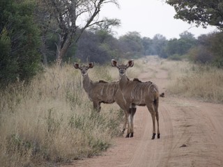 Frightened antelope in South Africa