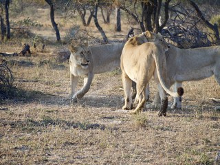 Lion family argument 